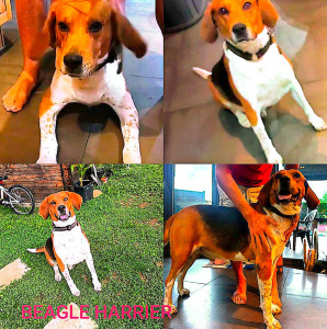 Photo de galerie - Garde chien