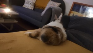Photo de galerie - Garde animaux