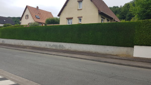 Photo de galerie - Taille de haie 