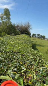 Photo de galerie - Taille de haies et d'arbustes