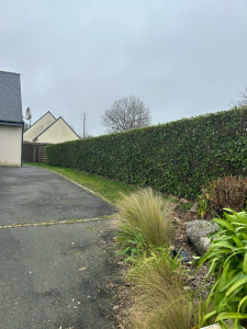 Photo de galerie - Taille de haies et d'arbustes