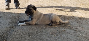 Photo de galerie - Un des nombreux berger d'Anatolie que je m'occupe 
