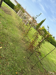 Photo de galerie - Tonte de pelouse - Débroussaillage