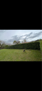 Photo de galerie - Après le taillage de la haies 