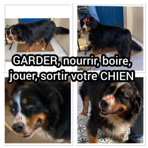 Photo de galerie - GARDER, nourrir, boire, jouer, sortir votre CHIEN