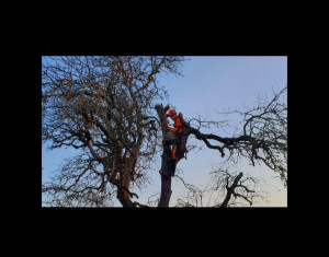 Photo de galerie - Élagage abattage