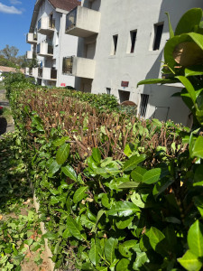 Photo de galerie - Taille de haies de laurier