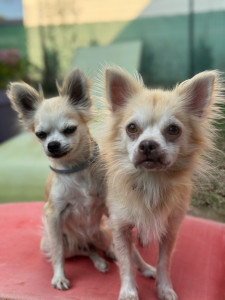 Photo de galerie - Garde à domcile