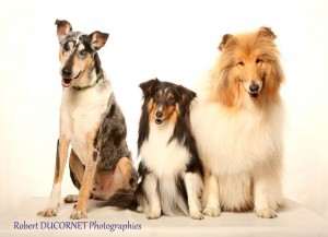 Photo de galerie - Voici mes trois chiens j'ai une quatrième chienne qui malheureusement n'était pas encore arrivée à la maison