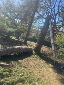 Photo de galerie - Elagage et coupe d'arbres