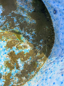 Photo de galerie - Entretien piscine