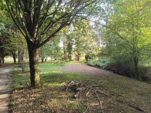 Photo de galerie - Débroussaillage Roncier
