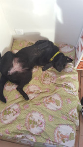 Photo de galerie - Après une belle balade , sieste mérité pour Louloute 