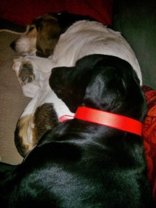 Photo de galerie - Pension temporaire comme a la maison 