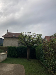 Photo de galerie - Elagage et coupe d'arbres