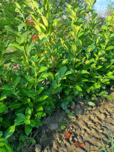 Photo de galerie - Nous sommes disponibles du lundi au samedi pour tout type de prestations merci