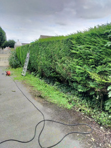 Photo de galerie - Taillage d'une haie de sapin.
Environ 40 mètres de longueur.