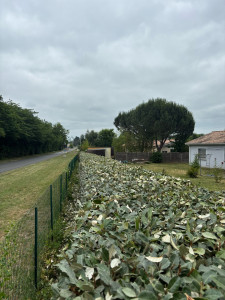 Photo de galerie - Taille d’une haie d’eleagnus