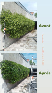 Photo de galerie - Taille de haies et d'arbustes