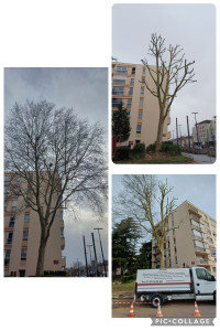 Photo de galerie - Bonjour, voici un arbre que nous avons élaguer entre 35 et 40 mètres de hauteur réalisé en toute sécurité par mr Diehl devis, déplacement gratuit