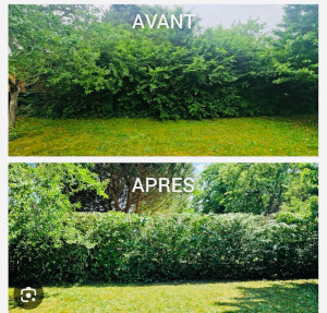 Photo de galerie - Taille de haies et d'arbustes