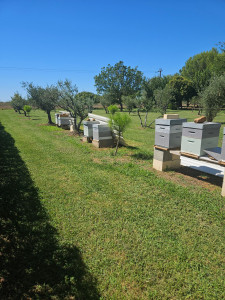 Photo de galerie - Bonjour.je vous propose mes services de jardinier