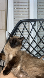 Photo de galerie - Jaime bien les chats 
