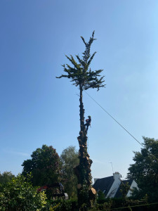 Photo de galerie - Elagage et coupe d'arbres