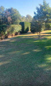 Photo de galerie - Taille de haies et tonte 