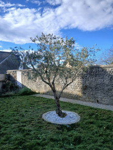 Photo de galerie - Elagage et coupe d'arbres