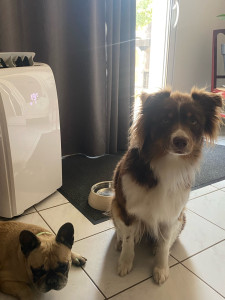 Photo de galerie - Garde de chien 