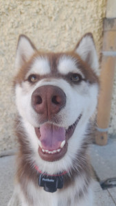 Photo de galerie - Garde chien