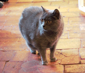 Photo de galerie - Notre petite chatte Fripouille 14 ans.