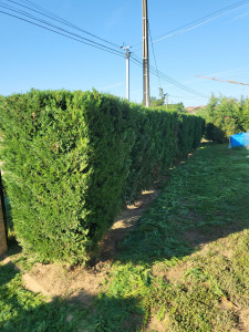 Photo de galerie - Je vous propose mes services  dans les Espace verts  avec mon matériel   paiement en  CESU   