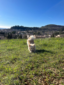 Photo de galerie - Garde chien