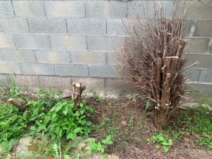 Photo de galerie - Coupe d’arbre