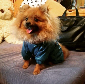 Photo de galerie - Garde chien