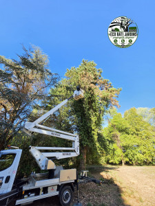 Photo de galerie - Elagage et coupe d'arbres