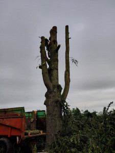Photo de galerie - Elagage et coupe d'arbres