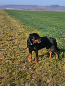 Photo de galerie - Sortie avec mon chien