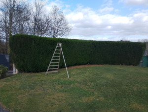 Photo de galerie - Réalisation taillage de haie tout ce qui est taillage de arbre avec tout le outillage nécessaire travail propre avec soin tente 
de gazon et tout autre