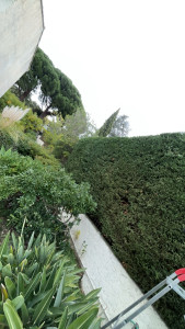 Photo de galerie - Taille de haies 