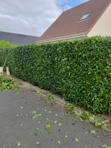 Photo de galerie - Taille de haies et d'arbustes
