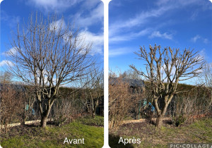 Photo de galerie - élagage d’un arbre 