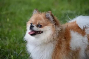 Photo de galerie - Petit chien Tomy
