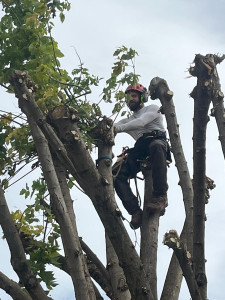 Photo de galerie - Elagage et coupe d'arbres