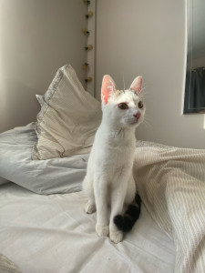 Photo de galerie - Je m’occupe de mon chat depuis environ un an (litière, nourriture, vétérinaire, sorties, jeux, etc