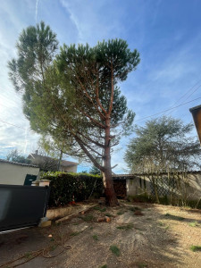 Photo de galerie - Abattage,, complet et démontage de ce joli Résineux,