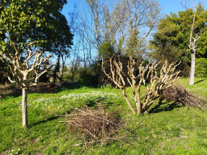 Photo de galerie - Taille en tire sève de Lagerstroemias