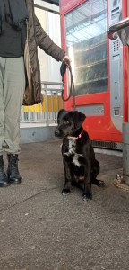 Photo de galerie - Chien / Chiot